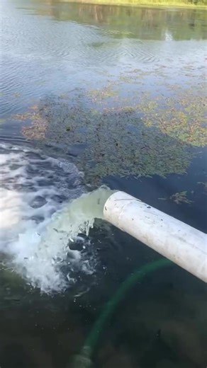 19K Shad Stocked in Grain Bin Lake, Seagoville, Texas