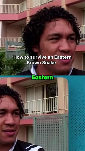 Wait, is this the *only* way to survive a Golden Python bite? 🤔 This clip drops some seriously conflicting and extreme first-aid advice after discussing the deadly Eastern Brown Snake. From why you absolutely *shouldn't* suck out the venom to the wild 'spit it back in its mouth' method for a python whose bite can take out a whole Hyundai Santa Fe. Talk about high stakes when dealing with the world's second most toxic venom! 🐍 #SnakeFacts #Venom #SurvivalMyths #Wildlife #CrazyAdvice