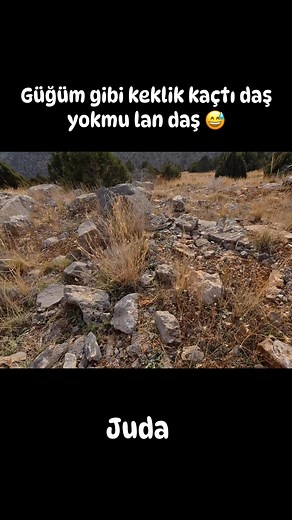 2.6K reactions · 33 shares | Sarpta,taşta kınalı avı #tavşanavı #hunting #hunterxhunter #keklikavı #setter #ferma | Erol Kahraman | Facebook
