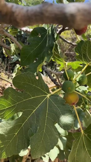 5.7K views · 127 reactions | Three Simple Greek Summer Fig Recipes to...