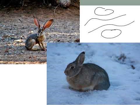 The Development of the Theory of Evolution