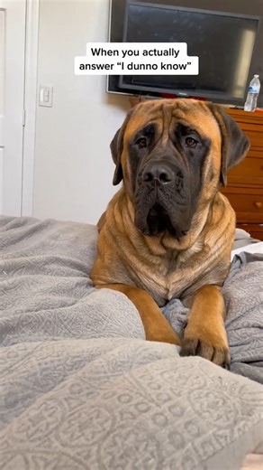 293K views · 7.7K reactions | My GIANT dog can speak ENGLISH!?? #mastiffsofinstagram #doggo #friends #dog #doglover #doglovers #doglife #dogstagram #dog #mastiff #bigdogs #bigdog #huge #pet #puppy #puppies #puppyvideos #dogs #dogsofinstagram #bigdogs #mastiffsofinstagram #englishmastiff #bigbowser #gentlegiant | Bowser The Giant Mastiff | Facebook
