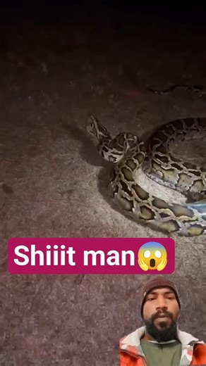 Big Python caught Viral | that's a Big one #trending #shorts #python #viral #viralvideos #ytshorts