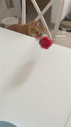 Oyen kasih kamu bunga 🌹 | Ikatan Kucing Indonesia (IKI)
