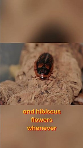 Toad Diet Secrets: What They Eat, What Their Prey Eats! #shorts