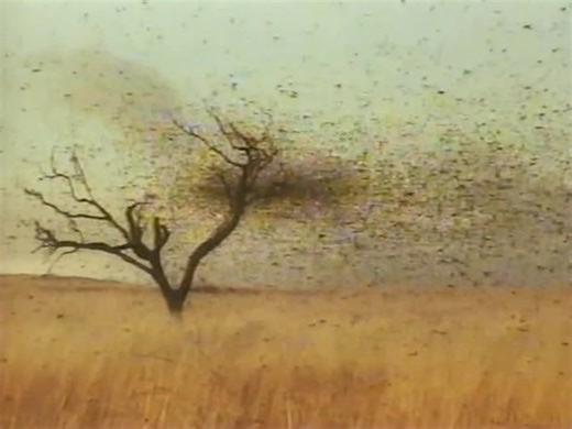 23K views · 958 reactions | Candyman: Farewell to the Flesh - TV Spot (1995) | Horror Ads | Facebook