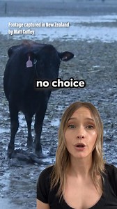 One of the most environmentally damaging farming practices in Aotearoa… Mud farming threatens to worsen freshwater pollution, posing a grave risk to biodiversity and human health. Add your name to SAFE’s petition to end Mud Farming ✍️ | SAFE