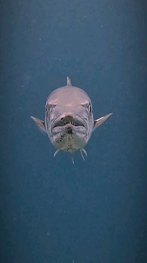Barracudas is a very muscular fish with streamlined, torpedo shaped bodies. They are equipped with an impressive set of razor sharp teeth. The lower jaw juts out past the upper jaw and both are filled with dozens of teeth. . . 🇲🇽español Las barracudas son peces musculosos con cuerpos aerodinámicos en forma de torpedo. Están equipados con un impresionante conjunto de dientes afilados como navajas. La mandíbula inferior sobresale más allá de la mandíbula superior y ambas están llenas de docenas 