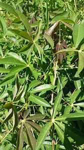 248K views · 2K reactions | #videoviralシviralシ2025 #kenya #Mozambique #congolaise #saudiarabia #Uganda #usa # | Mzee Mfipa | Facebook