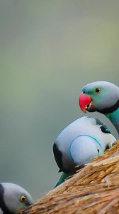 75K views · 1.9K reactions | ⭕️ Save Help and Protect Endangered...