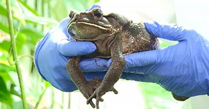 Zach at the Zoo: The Blomberg's Toad