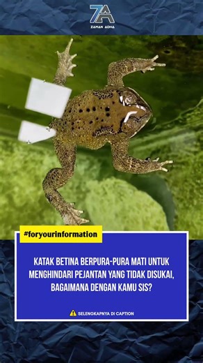Ini cara katak betina menolak jantan