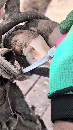 Precision Cattle Hoof Trimming & Cleaning | Hoof Care Maintenance #satisfying #oddlysatisfying