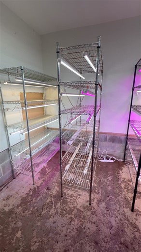 Dividing room has been cleaned out, decluttered and set up for cuttings! My better half finished up the job while I was taking our littlest to his classes today and he did an amazing job. There's room for more shelves if I need them, but I can easily root 2000 cuttings in here at a time as it's currently set up. In our last house, I converted my office every year to a cutting room, our new farm had an old insulated tack room in the barn and I claimed it as soon as I saw it for future propagation