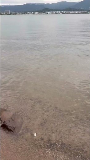 今日の琵琶湖 #5｜透き通る湖岸と穏やかな波 🌊