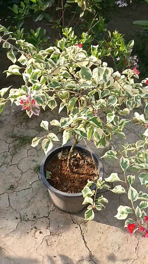 86K views · 437 reactions | Cow dung akangba marang kaina leireko ll Eikhoigi Organic 098632 85231 Rs 230/yellow bag. Langjing Achouba Awang leikai ll For enquiry please call between 8am to 6pm Thank you 復省 | Eikhoigi Organic | Facebook