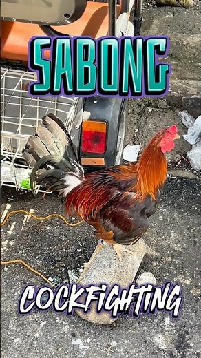 Sabong Cockfighting