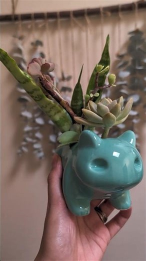 Name this Bulbasaur! 🌱 #bulbasaur #succulents #plants #oahu