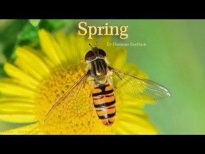 Spring by Herman Beeftink