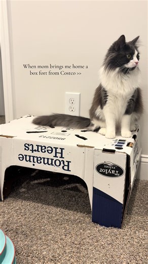 King of the castle!! This man needs a cat tree but this will do for now.. #cattok #catbox #catfunny #dumbcat #fluffycat
