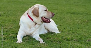 Yellow Lab laying down in front yard during evening. Watch as he looks at the camera, looks away, yawns, and looks back at the camera
