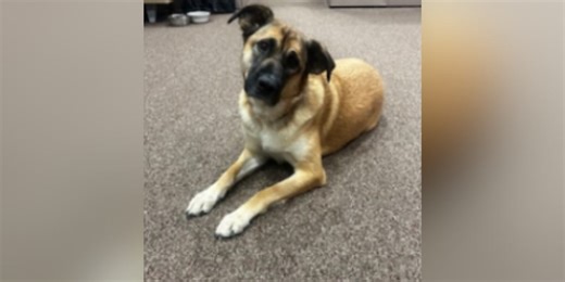 Oklahoma inmates train service dogs for veterans with PTSD