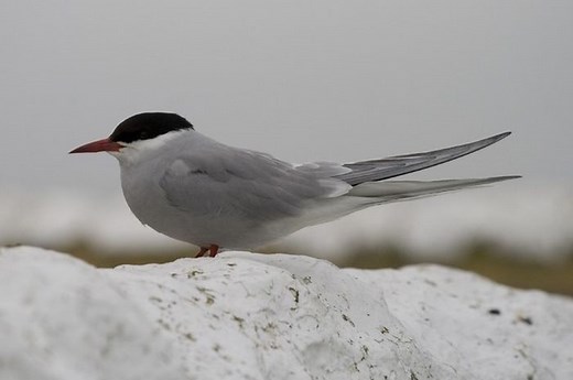 Selalu Bermigrasi Setiap Tahun, Ini 5 Fakta Menarik Burung Dara Laut Arktik - Bobo