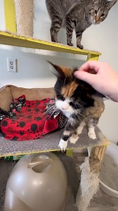 8.1K views · 184 reactions | Look who’s coming out of her shell! She’s doing so good and is loving all the attention. 勺 | People For Pets | Facebook