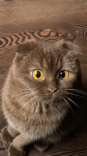 Cat Insane Madness • #shorts#catbehavior #cutecat