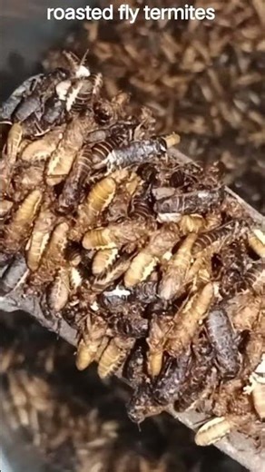 roasted fly termites