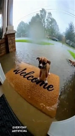 Pup on a Floating Welcome Mat #sora #puppy #sora2 #dogs #soraai #dog #dogshorts