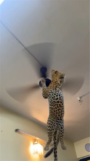 Animal Ceiling Fan #kipasangin #cromptonfan #youtubefeed