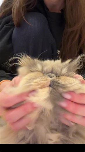 Rachel Perwien (@rachelperwien)’s videos with How Beautiful - Austin Farwell