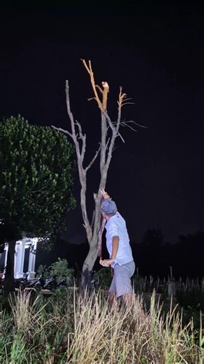 large bird catapult on a dry tree #nature #shortsviral