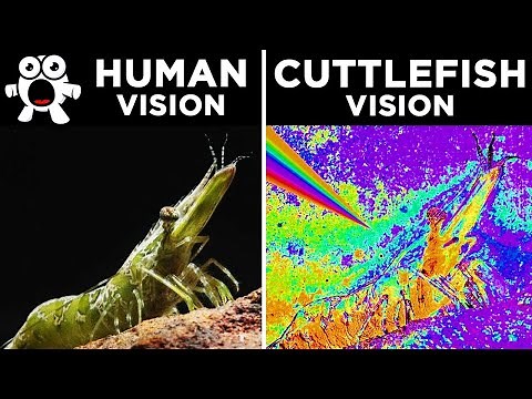 How Different Animals See The World