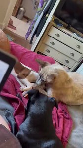 71 reactions · 18 shares | Lyra ❤️ our kindest & most gentle dog....