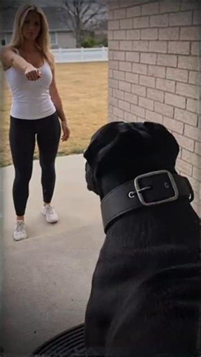 Do Cane Corsos respect male owners more than female owners?