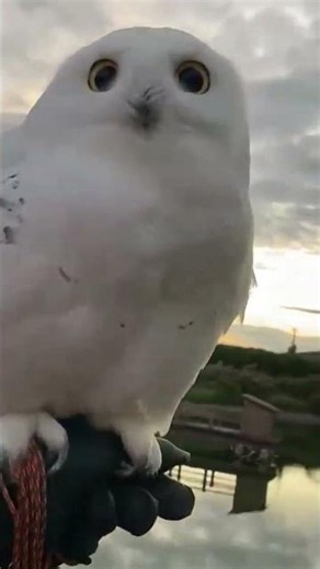 Snowy owl enthusiastically heading to work
