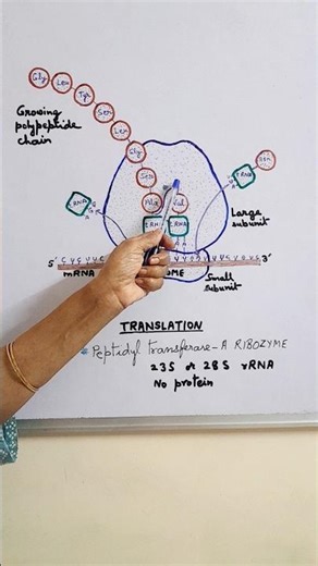 RIBOZYME : RNA as an enzyme | peptidyl transferase #peptide linkage #neet Biology