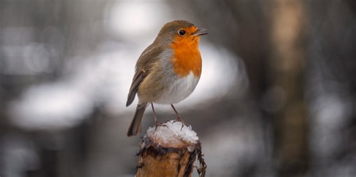 Why bird lovers are scattering tennis balls on their lawns this winter