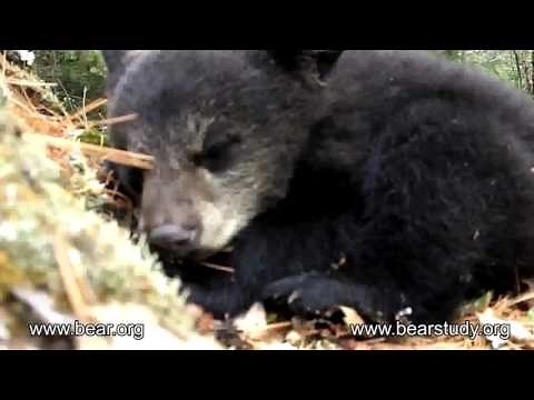 Moments in Lily the Black Bear's life