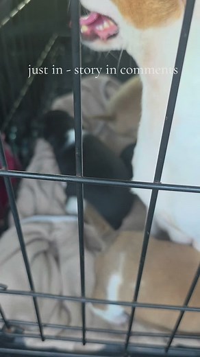 This sweet family and 6 other dogs were lined up in crates and being given away at an Amish Auction last weekend. One of our volunteers reached out to the older couple who had them to offer assistance because they were way in over their heads and they knew it. The dogs needed help and they did too. Wilma and her babies shown here will be fostered and fully vetted through our rescue. We also took Snickers and are heading back for his brother's now that we have foster space. We are in a rural area