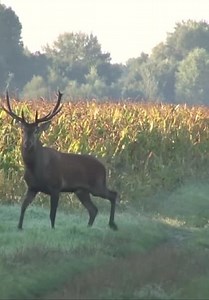 Nordic Wild Hunter S01:E11 - Hunting Roaring Red Stags in Hungary