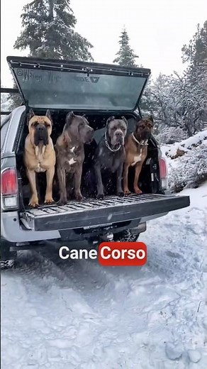 Cane Corso vs. Wolf