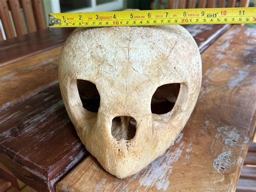 Our Huge Loggerhead Skull Is On Its Way to Gales Point in Southern Belize | San Pedro Scoop