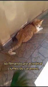 Tutor registra ''ataque de ciúmes'' de sua Maritaca, chamada ''Filó''. Sempre que ele tenta acariciar o seu gato, chamado ''Caramelo'', Filó está lá para protegê-lo! Por: Felipe Cerantola Per / Tik Tok | Rádio Educadora 90,3 FM