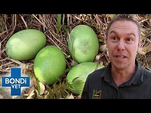 Making Dangerous Cassowaries Mate Could Prove Deadly 😳 Bondi Vet