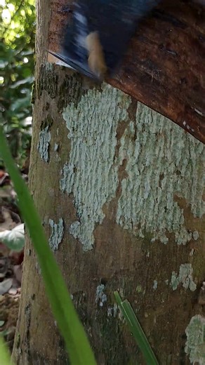So beautiful 😍 rubber tree cutting 🌳😲 || #shortvideo #rubberfarming #rubbertree #rubberplant . . | Quick Look