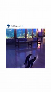 Weil gerade keine Besucher kommen, erleben die Tiere im Aquarium von Chicago viele interessante Dinge. Die Pinguine Edward und Annie durften einen kleinen Rundgang unternehmen – und sahen dabei richtig neugierig aus. (Video: Instagram /@shedd_aquarium) | WELT Lifestyle