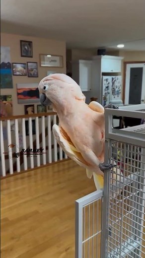 Hilarious Cockatoo Laugh Starts a Shop-Wide Chain Reaction